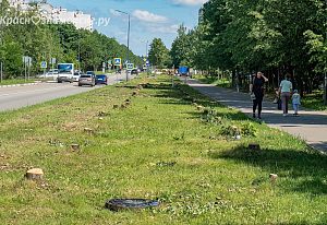 Вырубка деревьев на ул. Победы 