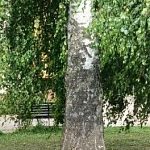 Администрация ответила по поводу сруба березы около фонтана