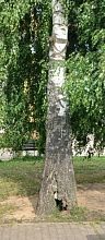 Администрация ответила по поводу сруба березы около фонтана