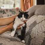 Боцман ищет любящую семью 