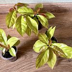 Переския шиповатая (Pereskia aculeata) — Краснознаменск