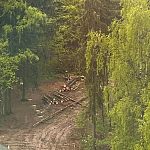Вырубка деревьев в садике КГБ