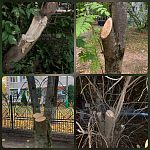 Каждый раз после очередного спиливания веток деревьев коммунальщиками пишу в Добродел с просьбой покрыть срез «живого» дерева садовым варом