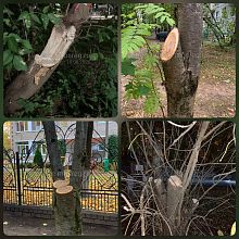 Каждый раз после очередного спиливания веток деревьев коммунальщиками пишу в Добродел с просьбой покрыть срез «живого» дерева садовым варом