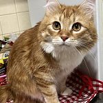 В добрые руки 