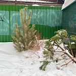 За неправильную утилизацию живой ёлки могут оштрафовать