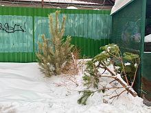 За неправильную утилизацию живой ёлки могут оштрафовать