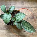 Сансевиерия Kirkii Silver Blue   — Краснознаменск