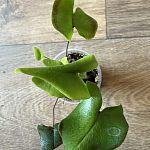 Хемионитис арифолия (Hemionitis arifolia)  — Краснознаменск