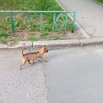 Коричневый чихуахуа (вроде)