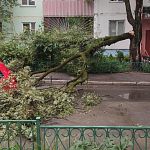 Ул. Победы, д. 17 - упало дерево. Куда обратиться?