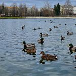 На озере ещё можно встретить уток, ведь скоро они отправятся на зимовку в тёплые края