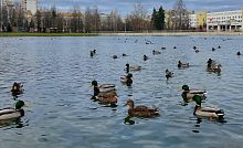 На озере ещё можно встретить уток, ведь скоро они отправятся на зимовку в тёплые края