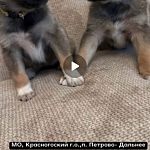 Щенята для ответственных добрых хозяев.