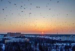 Вороны (Ласточки или даже чайки смотрелись бы ку