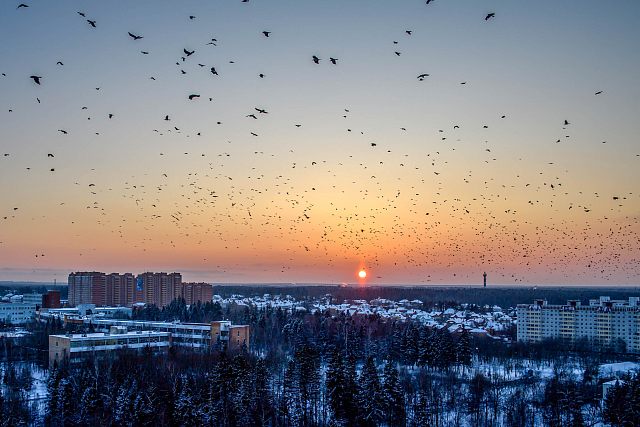 Вороны (Ласточки или даже чайки смотрелись бы ку