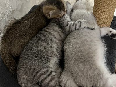 Шотландские котята