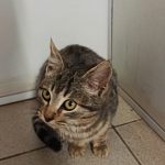 Бездомный котёнок 