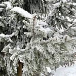 Очарование зимы в её деталях