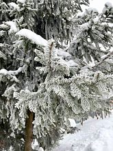 Очарование зимы в её деталях