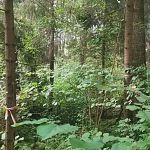 Пилить будут пол леса?