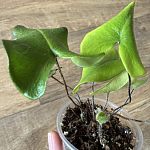 Хемионитис арифолия (Hemionitis arifolia)  — Краснознаменск