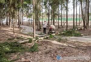 Сухостой, мёртвые деревья, велодорожки, коляска