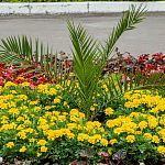 Как считаете, стоит ли сажать подобные растения в наших-то климатических условиях?