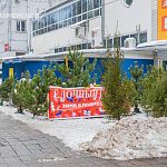Два ёлочных базара будут открыты в Краснознаменске в декабре