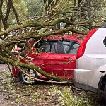 Дерево упало на автомобиль — Краснознаменск
