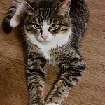 Котик ищет ДОМ!