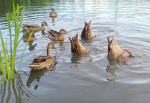 Забавные утки =)
