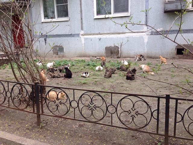 Краснознаменск котогород =) коты