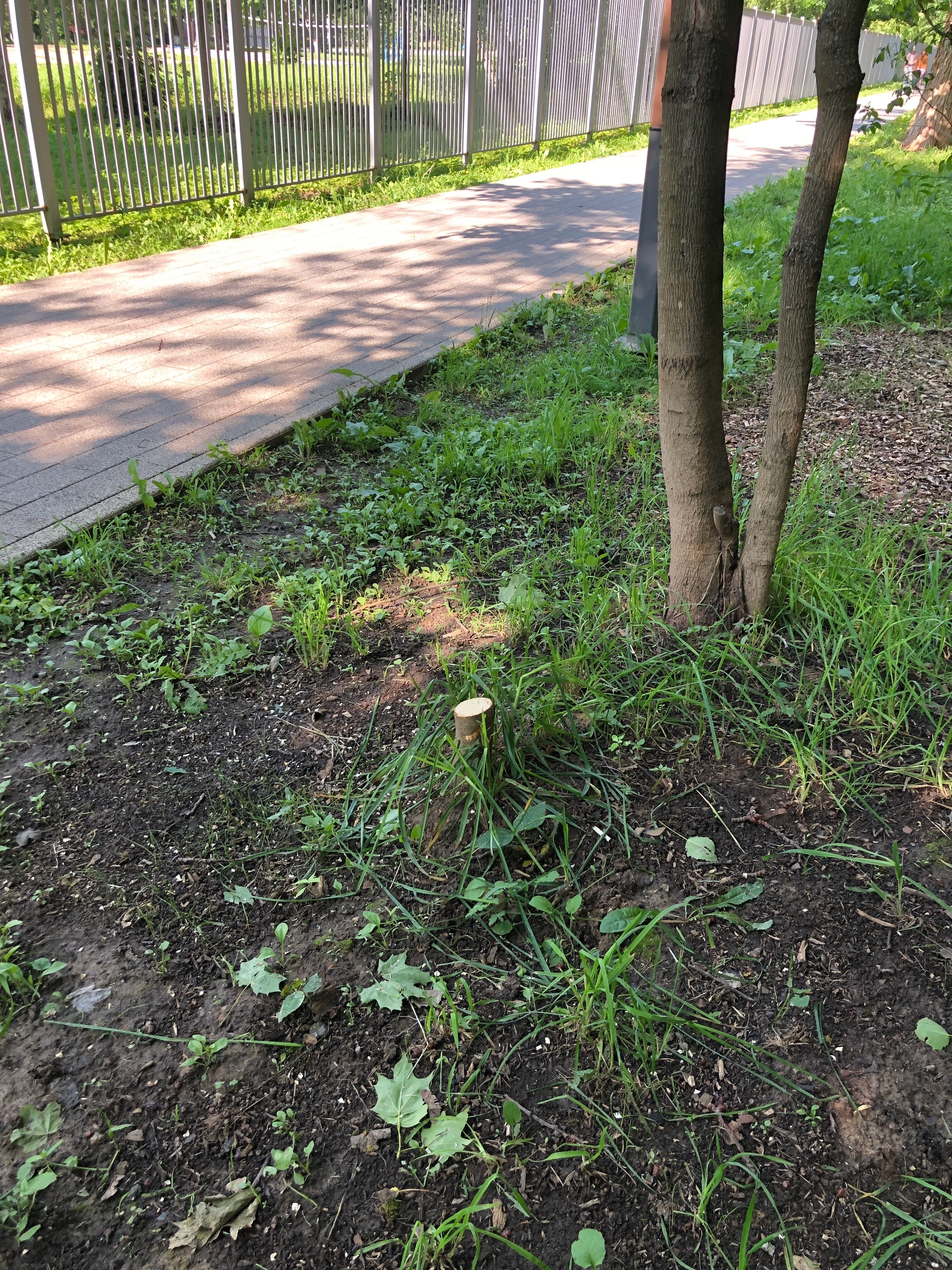 Парк «Беличий». В парке вырубаются молодые деревья. Интересн