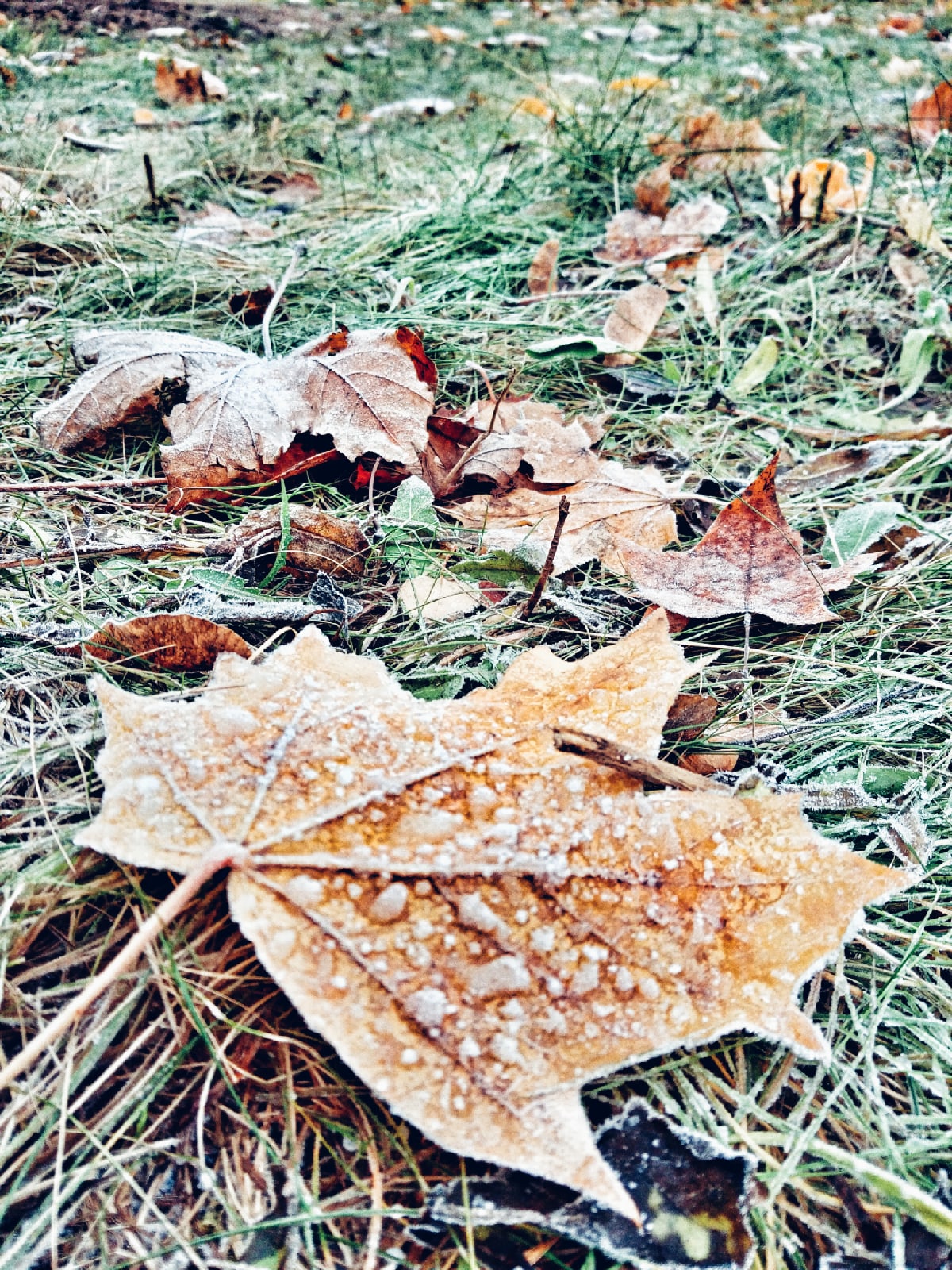 Морозное утро в Краснознаменске.  ???? Наталья Меняйлова