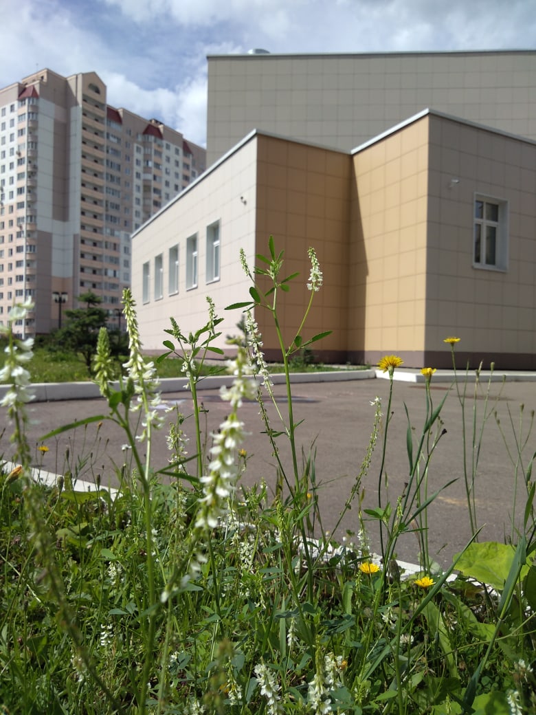 Есть школа на Земле одна, Всегда в ней музыка слышна. Смычко