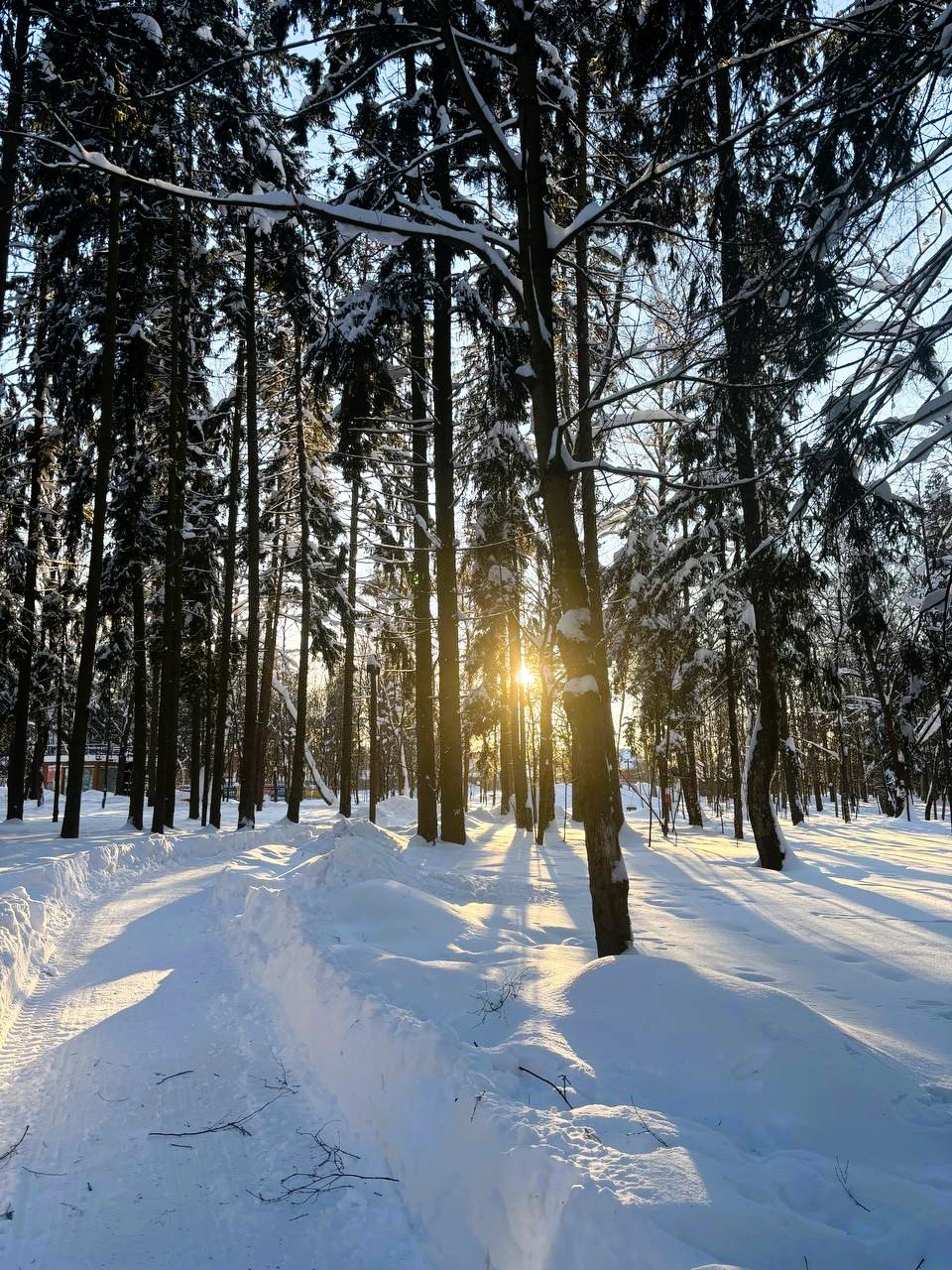 Беличий парк в лучах закатного солнца  © Парки Краснознаменс