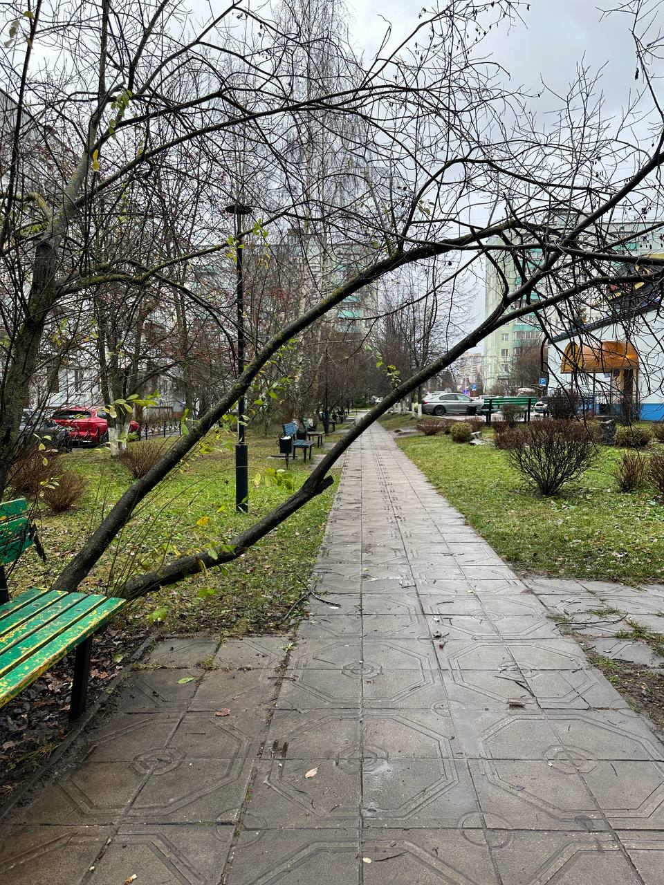 Около Созвездия дерево совсем над дорожкой наклонилось. Его — Краснознаменск