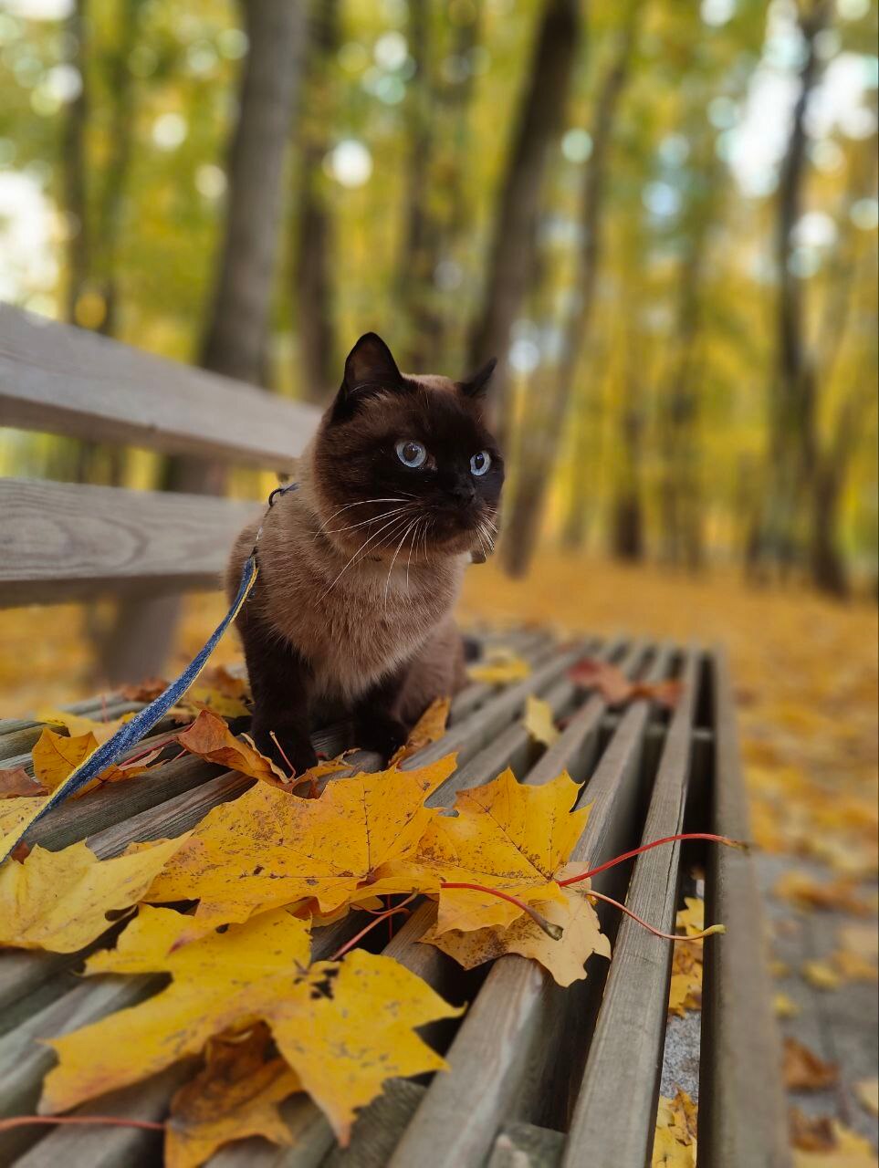 Прогулка с котом в Беличьем парке ???? Anastasia V. @ — Краснознаменск