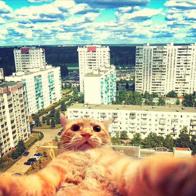 [club27992616|Свежее в котограме Джонни Кэтсвилла]