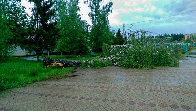 Легендарная плакучая берёза game over...