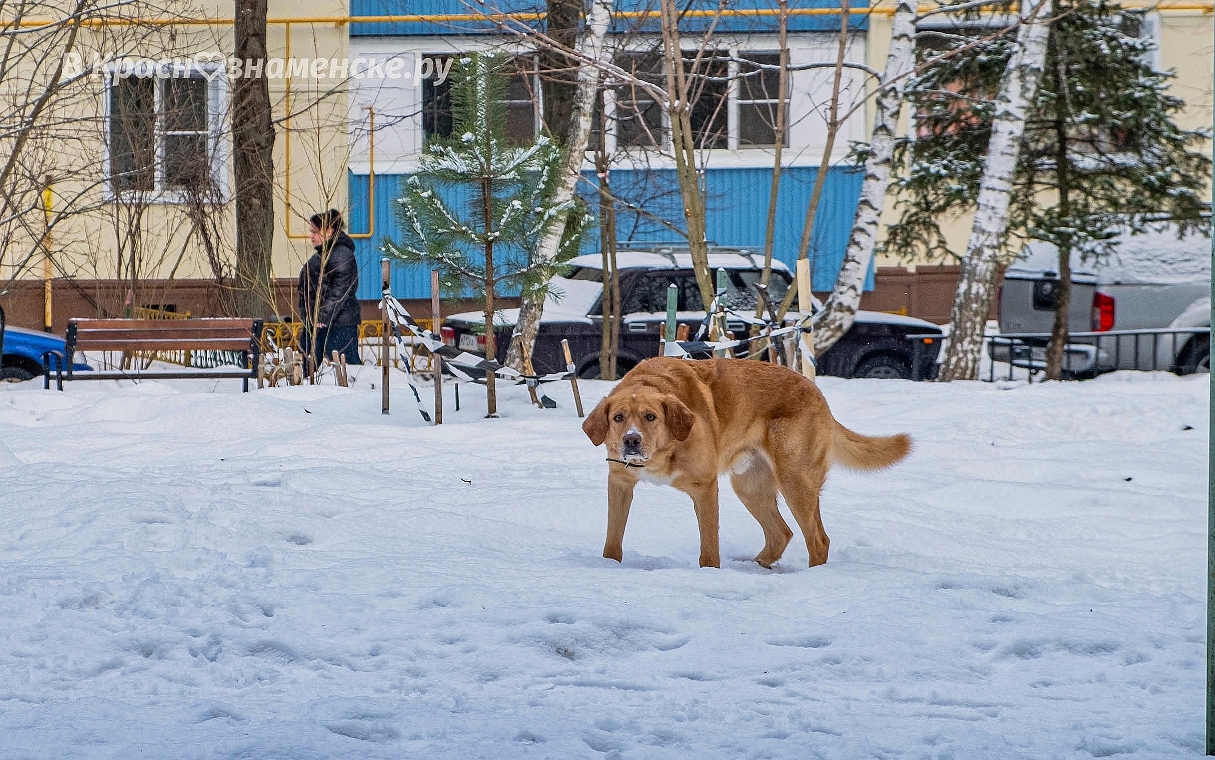 Фото 37031 — Краснознаменск