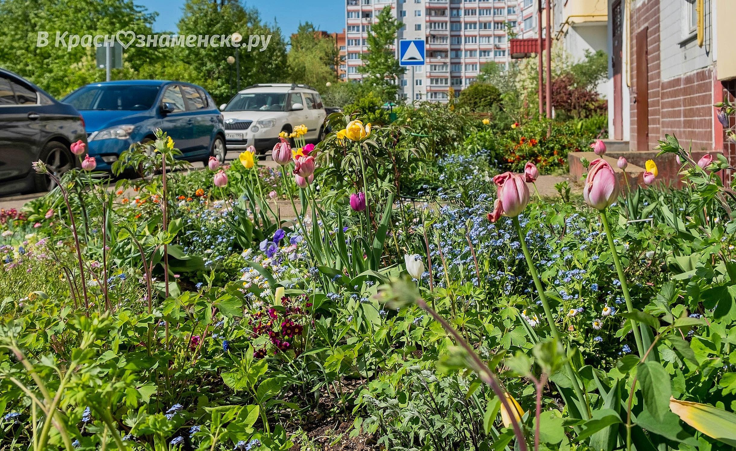 Краски лета во дворах города