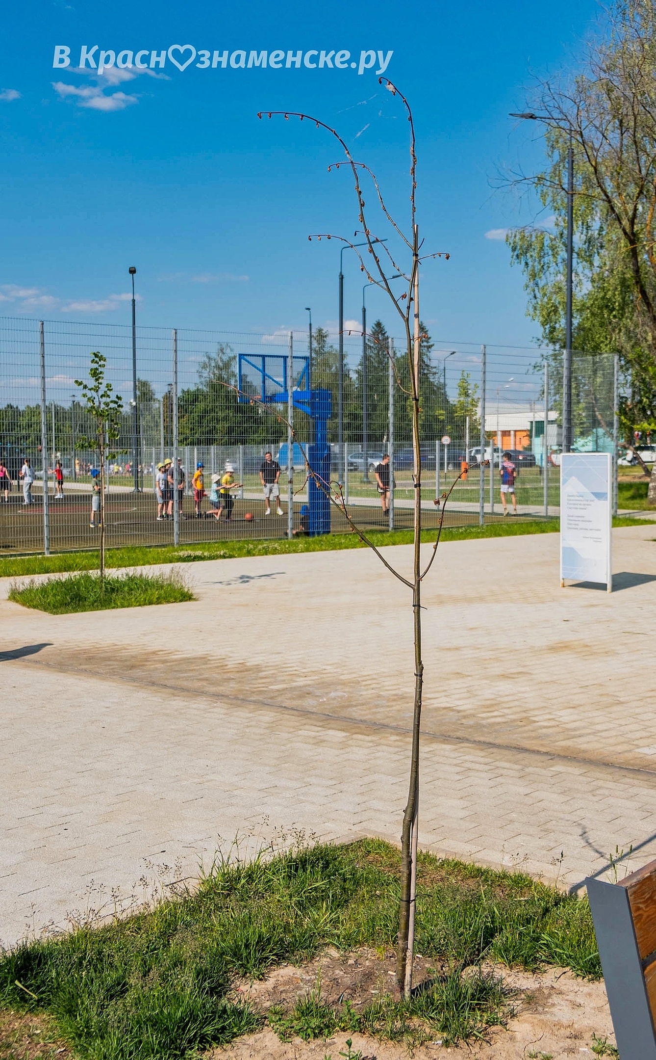 На городском озере засохли уже почти все саженцы, которые бы