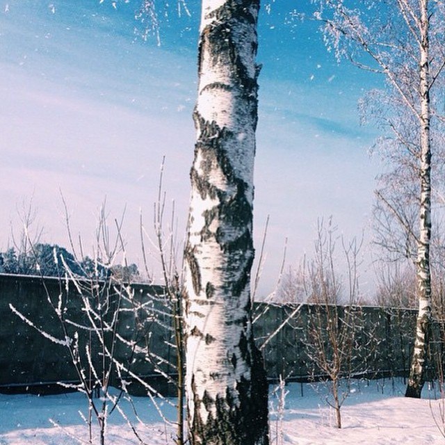 @alexeymitins