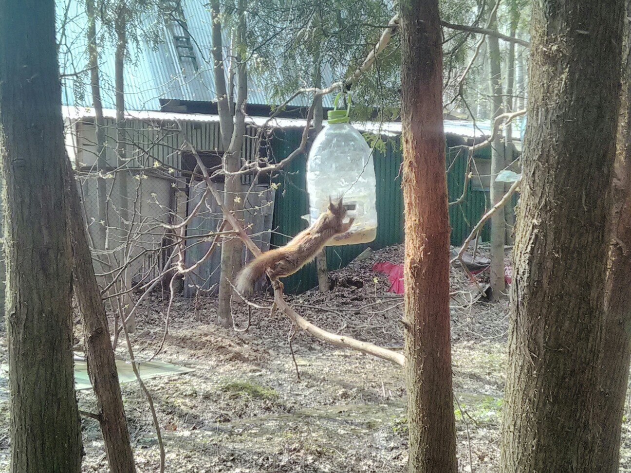 Наши маленькие Краснознаменцы — Краснознаменск