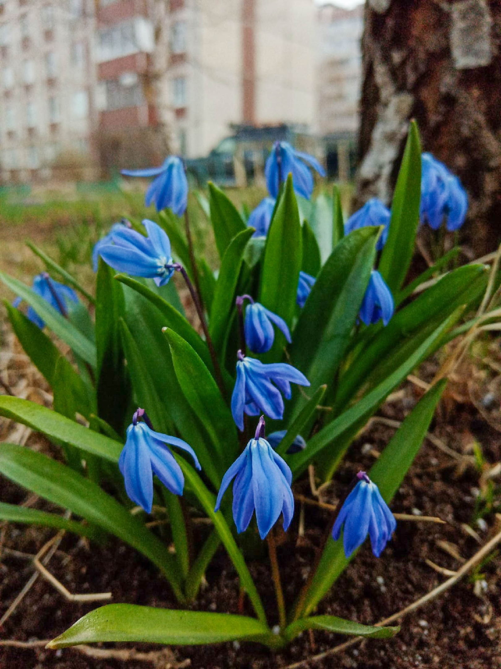 Весна  ???? Наталья Меняйлова — Краснознаменск