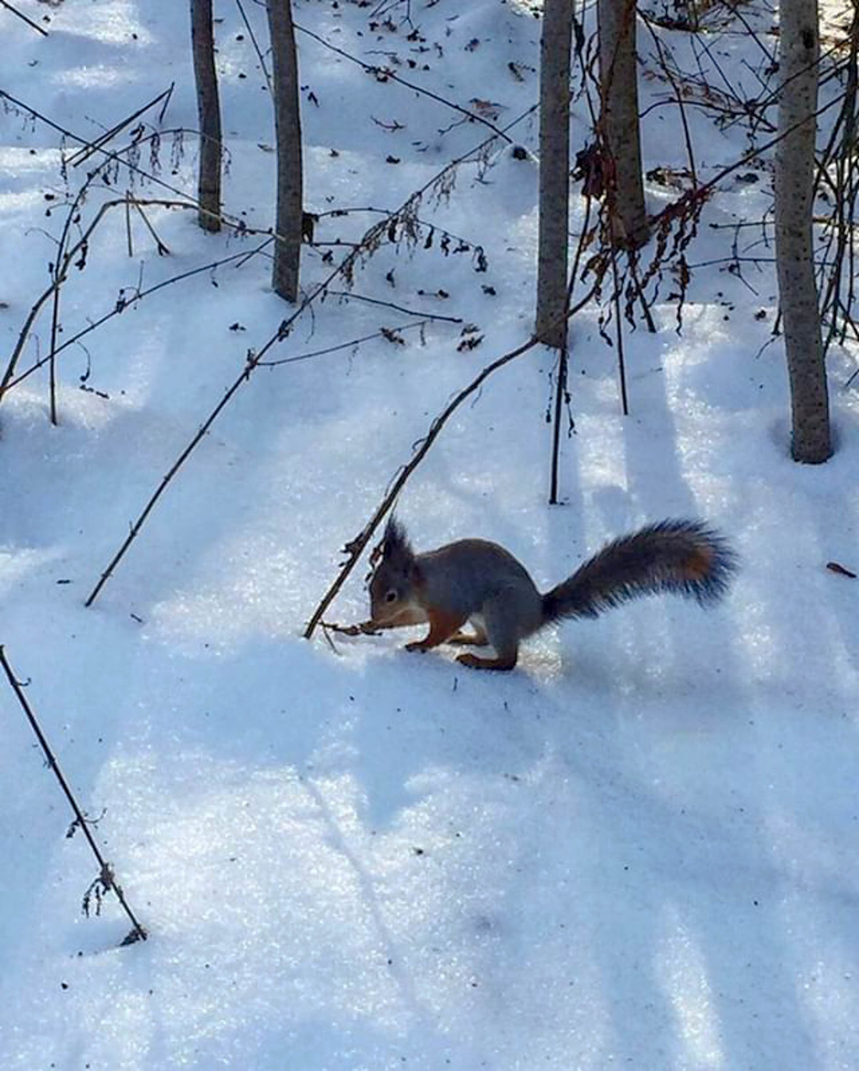 Доброе утро Краснознаменск! ???? Утром: −3°…0°, Снег, давление: