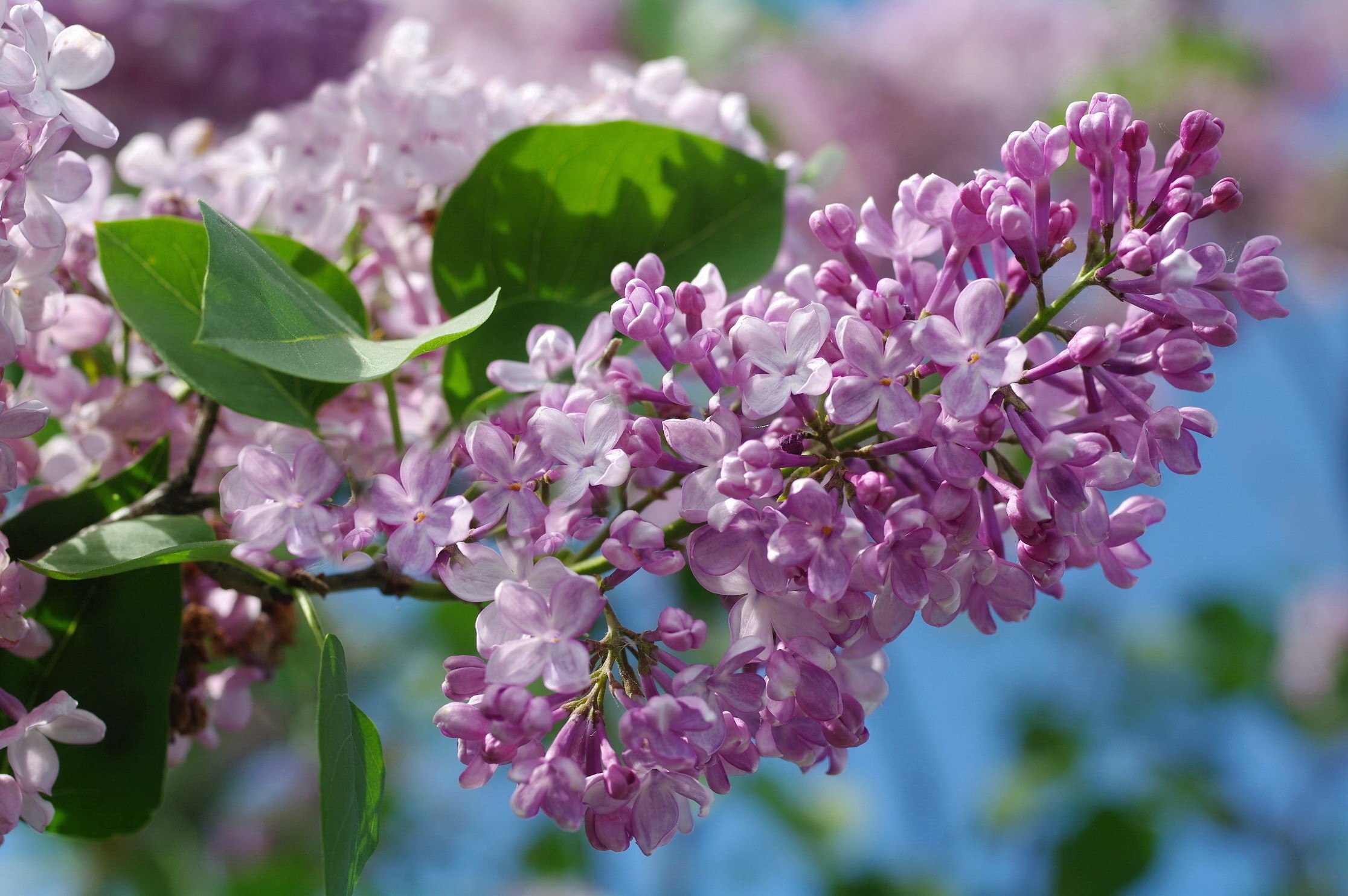 Фото 38780 — Краснознаменск