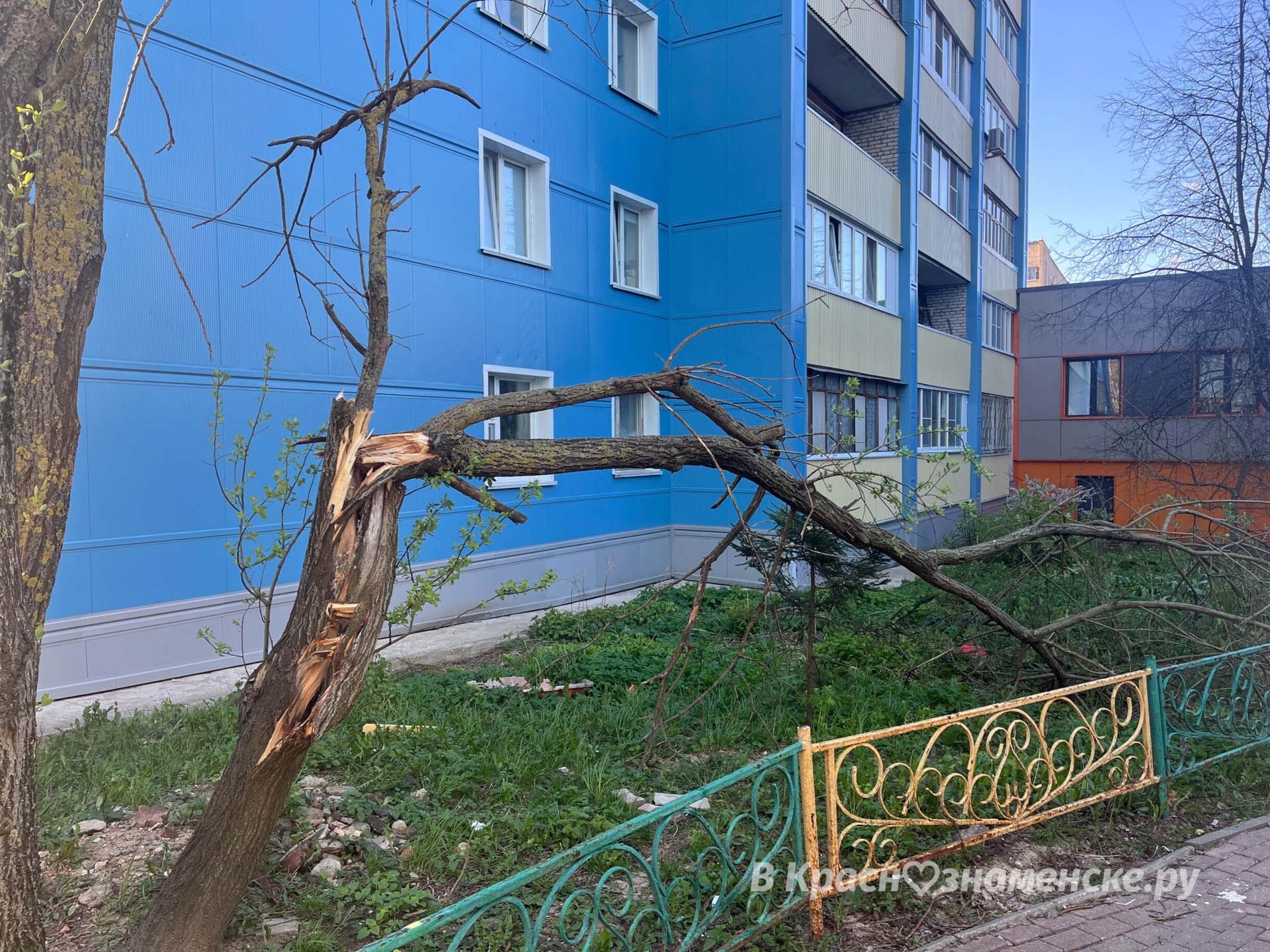 Около ул. Краснознаменной 17 дерево не пережило сильного вет